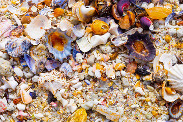Closeup shot of pebble stones and colorful seashells on the bea