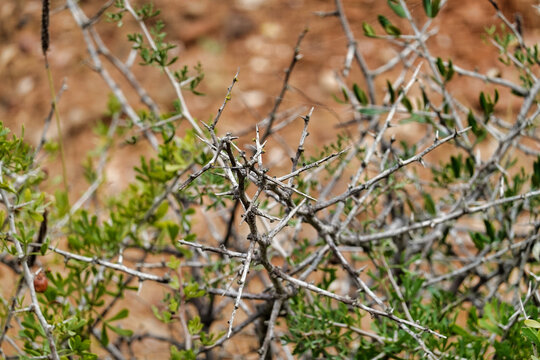 Closeup of a dry prickly bush
