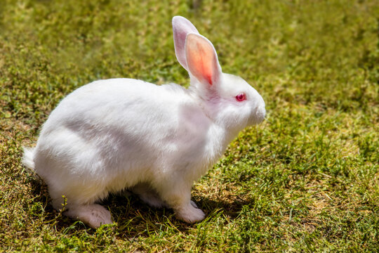 White bunny with pink ears and eyes sitting on grass-closeup