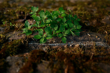 A vine growing on a stone wall. Old brick wall in vintage rusty-rough style for backgrounds and wallpapers. Italian fortress.