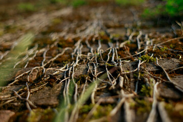 A vine growing on a stone wall. Old brick wall in vintage rusty-rough style for backgrounds and wallpapers. Italian fortress.