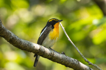 深い森のキビタキ