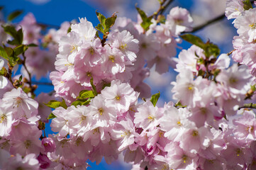 Beautiful cherry blossoms in park. Close-up of sakura tree full in blooming pink flowers in spring in a picturesque garden. Branches of the tree over sunny blue sky. Floral pattern texture, wallpaper