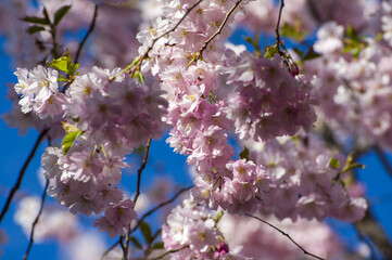 Beautiful cherry blossoms in park. Close-up of sakura tree full in blooming pink flowers in spring in a picturesque garden. Branches of the tree over sunny blue sky. Floral pattern texture, wallpaper