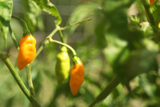Shallow focus of an Aji Amarillo Peppers From Peru Growing in Garden