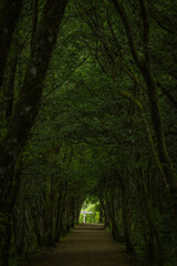 Vertical shot of a long tunnel of dense green trees