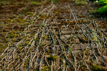 A vine growing on a stone wall. Old brick wall in vintage rusty-rough style for backgrounds and wallpapers. Italian fortress.