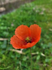 Obraz premium red poppy in a field