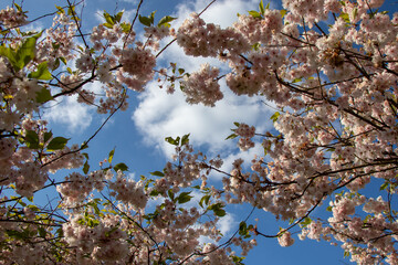 Cherry blossom on the branches looking upwards to the blue sky and the white clouds