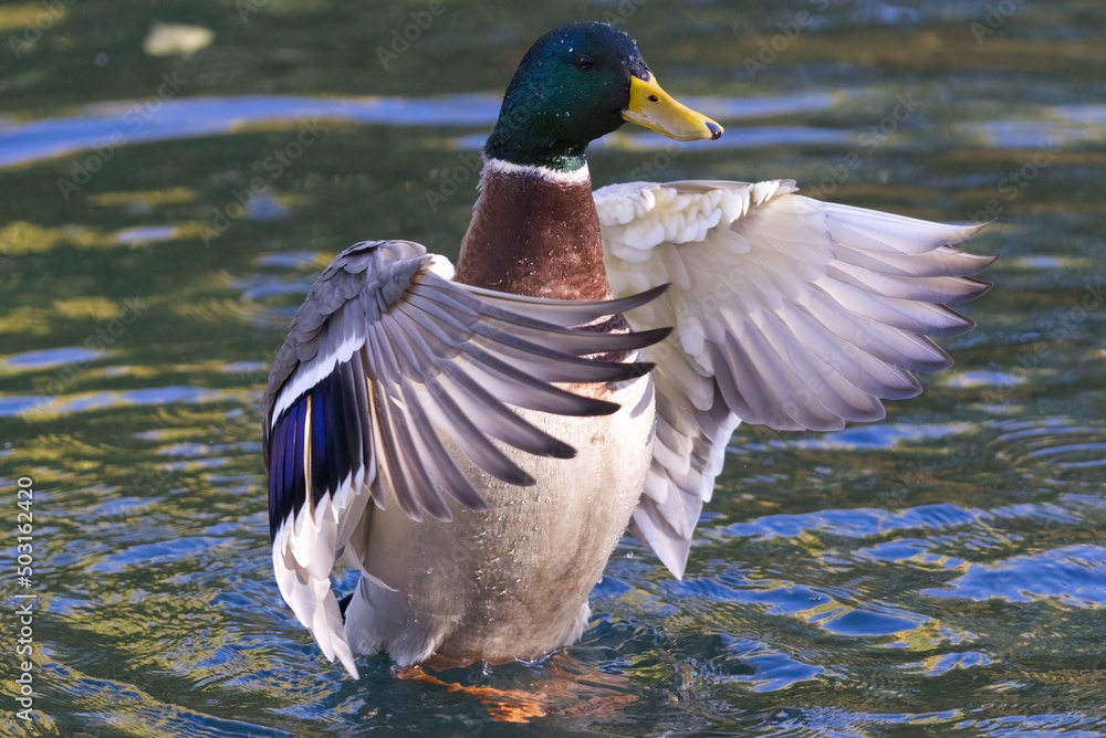 Poster Mallard duck swimming in a lake in the sunlight