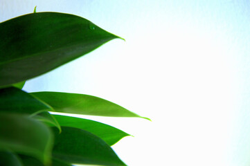 ZIELONE LIŚCIE NA BIAŁYM TLE 