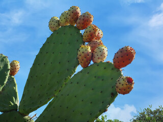 Closeup shot of a prickly cactus plant in daytime