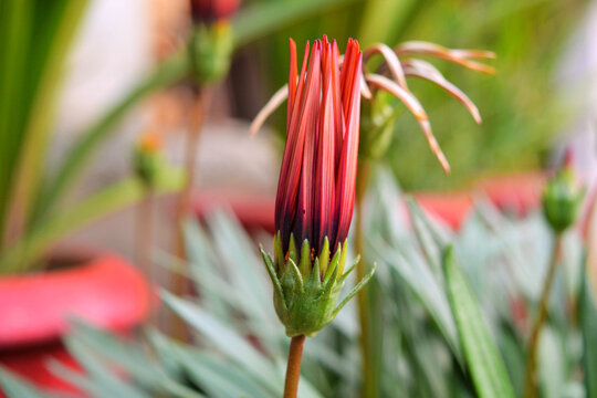 Closeup of a red mutisia flower blooming in a garden with a blurry background
