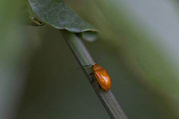 ladybug on leaf