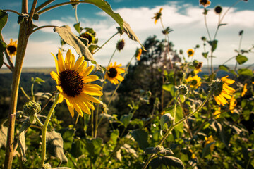 Closeup of beautiful sunflowers growing in a field in Nebraska surrounded by lush greenery