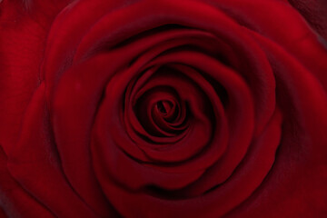 red rose background
