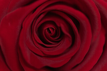red rose macro