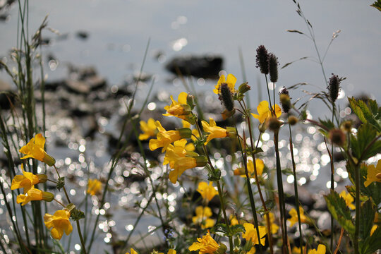 Closeup of yellow seep monkeyflowers against a river reflecting sunset