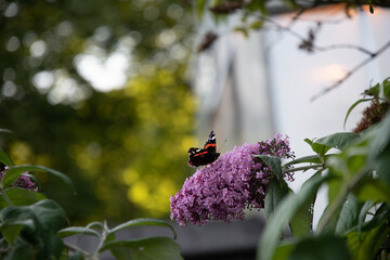 Red admiral butterfly drinking nectar from a lilac butterfly bush flowers at a garden