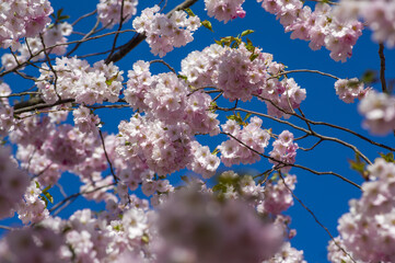 Beautiful cherry blossoms in park. Close-up of sakura tree full in blooming pink flowers in spring in a picturesque garden. Branches of the tree over sunny blue sky. Floral pattern texture, wallpaper