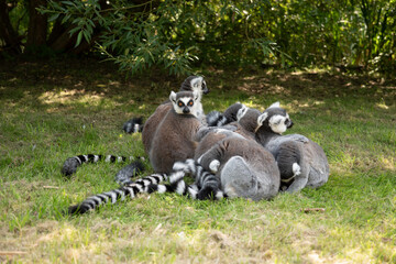 Group of lemurs huddled on a grassy field