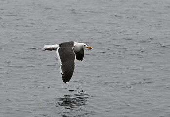  Seagull flying near sea surface.