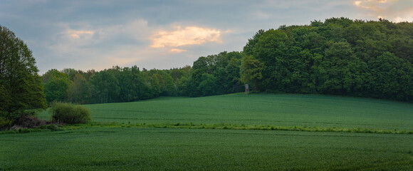 Wald und Feld zur frühen Stunde im Frühling als Panorama