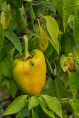 A large yellow pepper grows on a bush, a large green pest beetle sits on it.