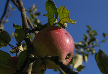 A ripe red apple on a branch with green leaves against a blue sky background