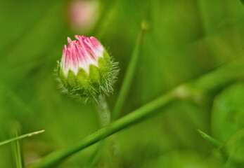 Wiosenne kwiaty na łące © Mariusz