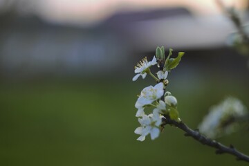 spring bloom