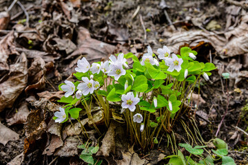 Oxalis acetosella wood sorrel in bloom, white flowering plant in forest .