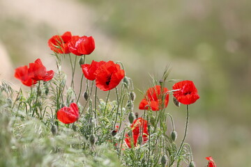 Obraz premium Poppy flowers on green field background