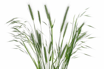  Green grass row isolated on white texture with clipping path