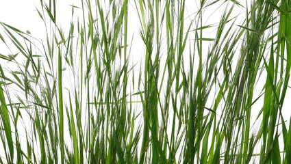 Close up green grass row isolated on white texture 