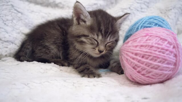 cute striped kitten falls asleep. kitten sleeping next to a ball of wool