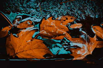 Hoja de oto&ntilde;o en la acera vereda con agua charcos foto con perspectiva desde abajo