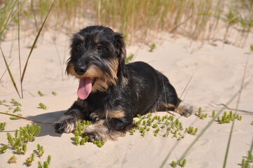 Wire haired dachshund dog sitting on sand