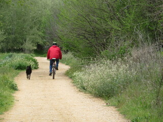 Fototapeta premium cyclist accompanied by a dog doing quiet sport slowly