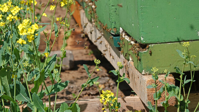 Green beehives next to a rapeseed (Brassica napus) field. The bees are busy collecting honey. Seen in Wilsum, Germany