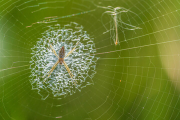 (spider on web) Argiope keyserlingi