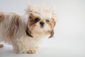 Shih Tzu dog in front of a white background