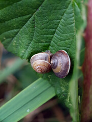 snail on leaf