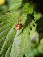 Spider on a leaf