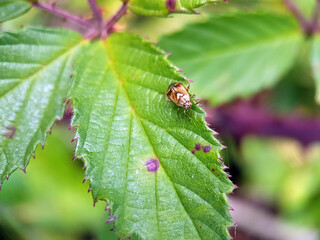 Plant bug on leaf