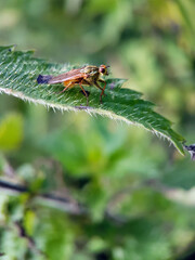 Dung fly on a leaf