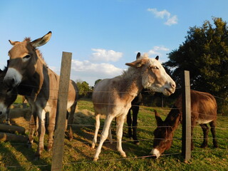 Closeup, adorable photo of brown and white donkeys behind a wire fence enclosure with some of their faces peeking over the top  wires, and some below