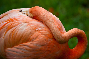 American Flamingo in Ardastra Botanical Gardens in Nassau