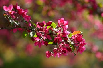 Spring background. Pink cherry blossoms on a tree under a blue sky. Beautiful Sakura flowers during spring time in the park.