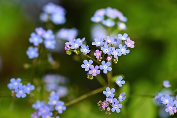 Beautiful color shot of blue small flower in grass. Close-up view in nature.